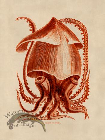 Octopus Orange 34